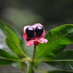 Psychotria elata Цвят