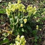 Primula elatior Hábito