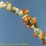 Anabasis articulata Flower