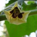 Physalis pubescens 花