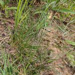 Festuca rubra Лист