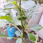 Solanum aethiopicum Frucht