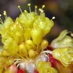 Eriogonum alpinum Fleur