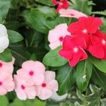 Catharanthus roseusBlüte