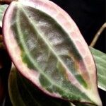 Hoya macrophylla Leaf