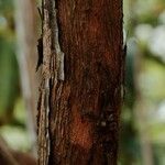 Rhododendron annae Bark