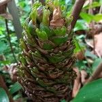 Costus afer Φρούτο
