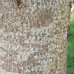 Aesculus turbinata Bark