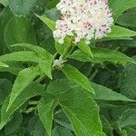 Sambucus ebulusFlower