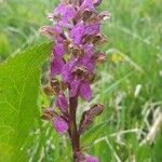 Orchis spitzelii फूल