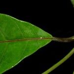 Odontadenia macrantha Folla