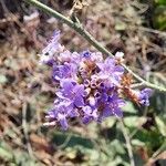 Limonium vulgareFlower