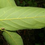 Nectandra hihua Feuille