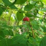 Lonicera canadensis Fruit