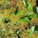Salix myrsinifolia Blatt