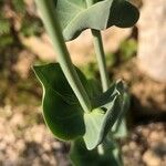 Blackstonia perfoliata Leaf