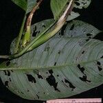 Philodendron inaequilaterum Прочее