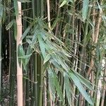 Phyllostachys reticulata Folha