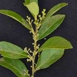 Ilex affinis Blatt