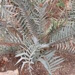 Encephalartos horridus Folha