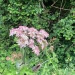 Heracleum sphondylium花