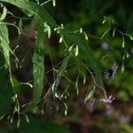 Prenanthes purpurea Flower