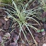 Carex ornithopoda Φύλλο