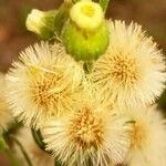 Erigeron bonariensis Hedelmä