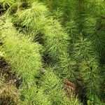 Equisetum sylvaticumList