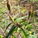 Asclepias incarnata Fruit