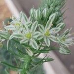 Albuca bracteata Lorea