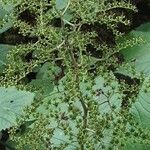 Rodgersia aesculifolia Flor