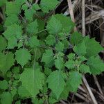 Physalis pubescens Foglia