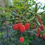 Crinodendron hookerianum फूल