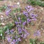 Limonium narbonenseFlor