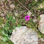 Geranium mascatense Habitat