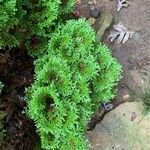 Chamaecyparis obtusa Hoja
