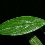 Spermacoce ocymifolia Yaprak