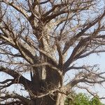 Adansonia digitata Deilen