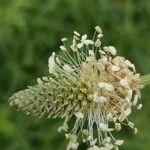 Plantago argentea Flower