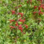 Salvia darcyi Hábito