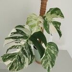 Monstera deliciosaLehti