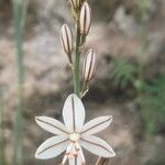 Asphodelus fistulosus 花