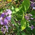 Hydrangea aspera Flower