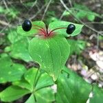 Medeola virginiana Plod