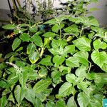 Rivina humilis عادت داشتن