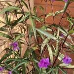 Ruellia simplex Blatt