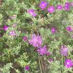 Drosanthemum hispidum Habitus