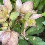 Helleborus niger Квітка
