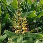 Hedychium gardnerianum Fleur